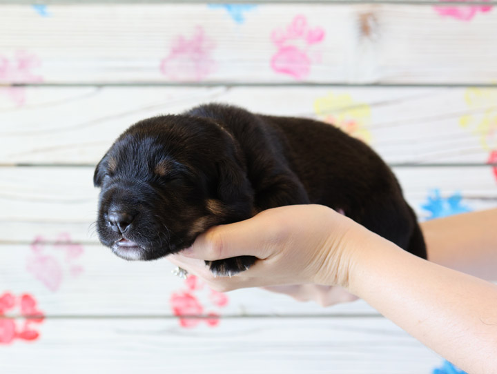 chinook puppy